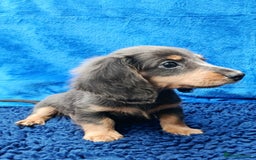 Miniature Dachshund dogs for sale: LONG HAIRED MINI KC REG PRA CLR  - Image 9