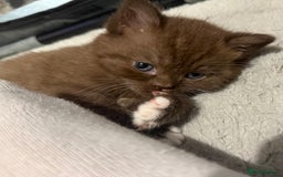 British Shorthair cats for sale: Charming British Shorthair Kittens - Image 17