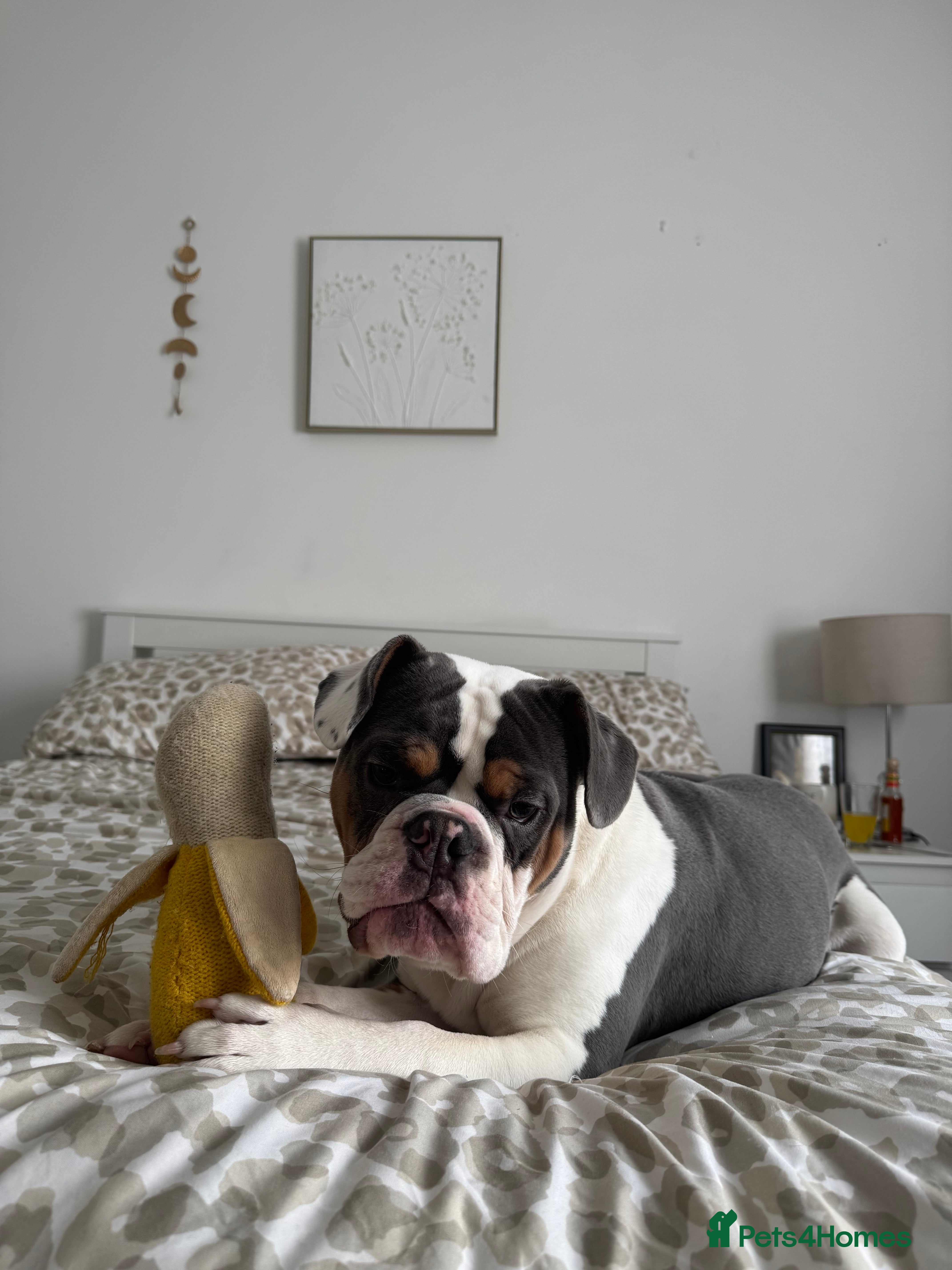 Mixed Breed dogs Remmie - Advert 1