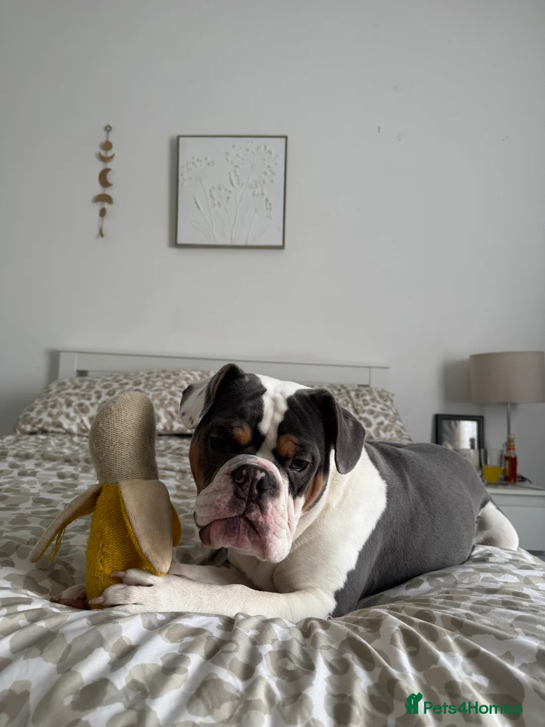 Mixed Breed dogs for sale: Remmie - Advert 1