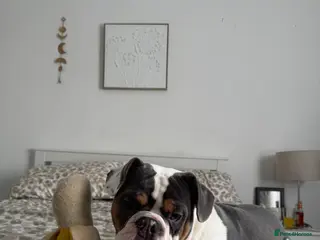 Mixed Breed dogs Remmie - Advert 1