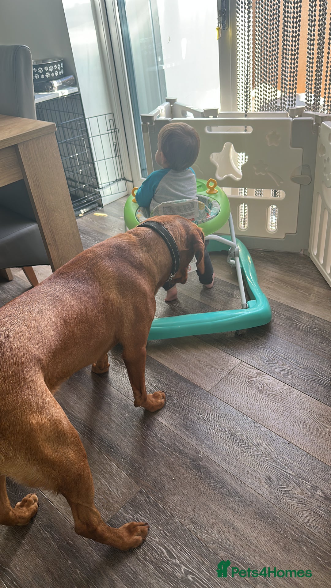 Labrador Retriever dogs for sale: Nala has severe allergies, needs experienced owner - Image 2