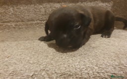 Staffordshire Bull Terrier dogs for sale: Staffordshire Bull Terrior Pups - 9 in total. - Image 15