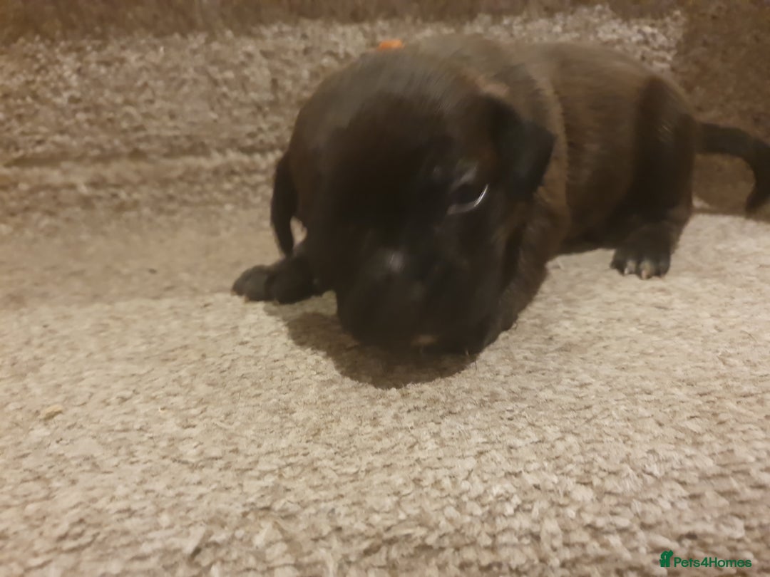 Staffordshire Bull Terrier dogs for sale: Staffordshire Bull Terrior Pups - 9 in total. - Image 15