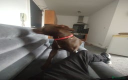 Mixed Breed dogs for sale: Beautiful 9 months old cross breed for sale  - Image 7
