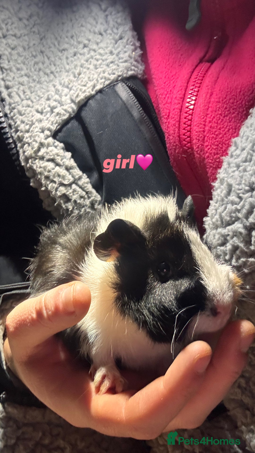 Guinea Pig rodents for sale: baby guinea pigs for sale!  - Advert 2