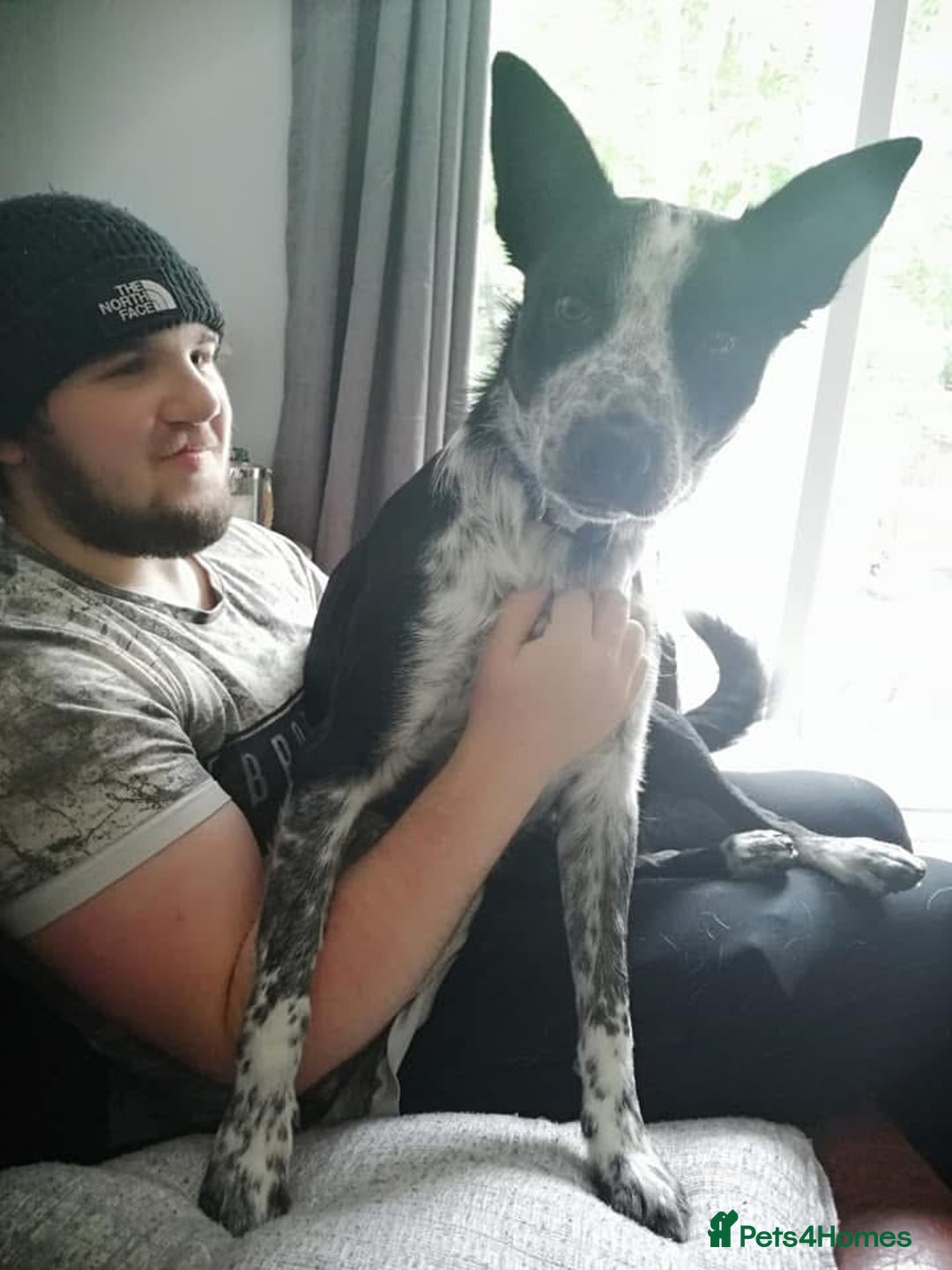 Border Collie dogs for sale: Border collie looking for new home - Image 8