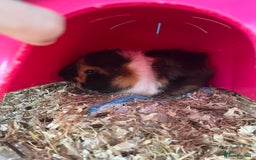 Guinea Pig rodents for sale: 2 female guinea pigs and cage  - Image 2
