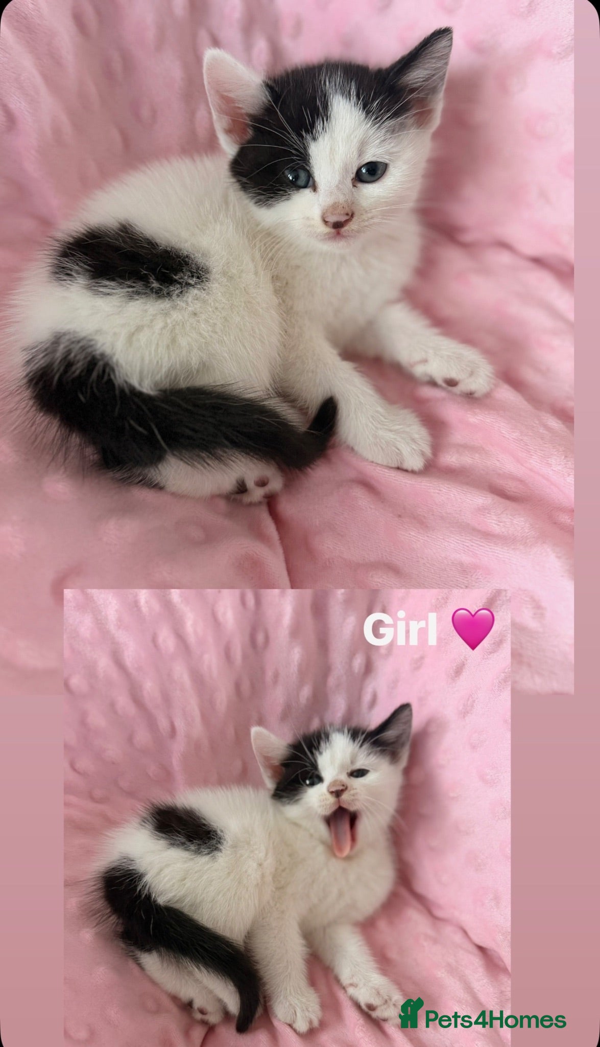Mixed Breed cats Little kittens for sale 🐈 - Advert 1