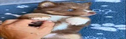 Pomsky dogs for sale: *Ready 1 week* 🇺🇸 Lines Rare Chocolate F3s  - Advert 31