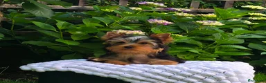 Yorkshire Terrier 1