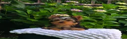 Yorkshire Terrier dogs for sale: Top quality female - Advert 8