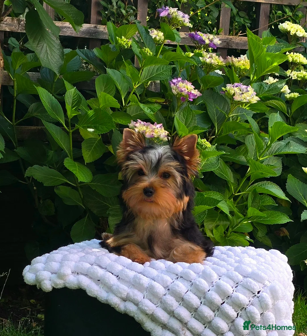 Yorkshire Terrier dogs for sale: Top quality female - Advert 8