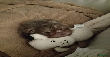 Shih Tzu dogs - Advert 16