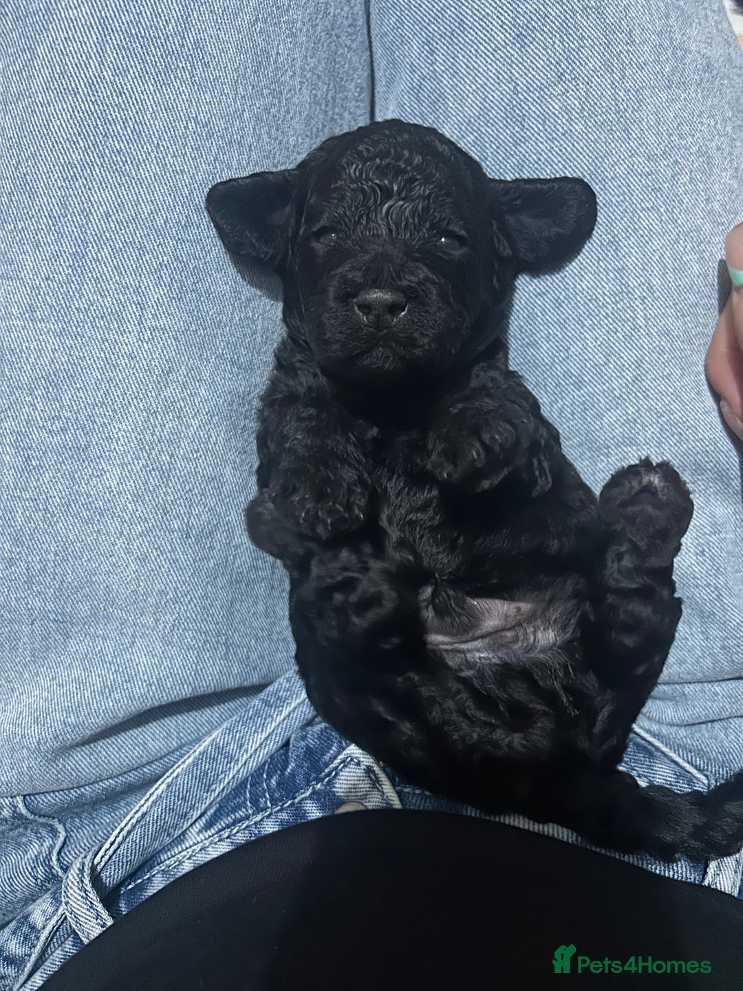 Cockapoo dogs for sale: F1b Cockapoo  - Image 13