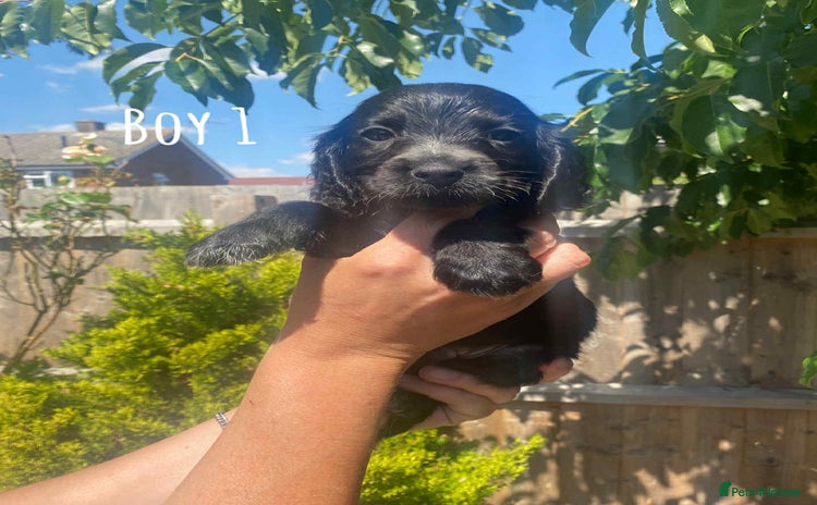 Cocker Spaniel dogs - Advert 15