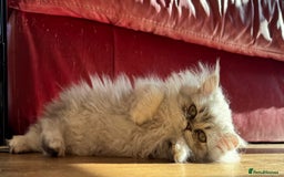 Persian cats for sale: Persian Kittens - 2 Males & 2 Females  - Image 18
