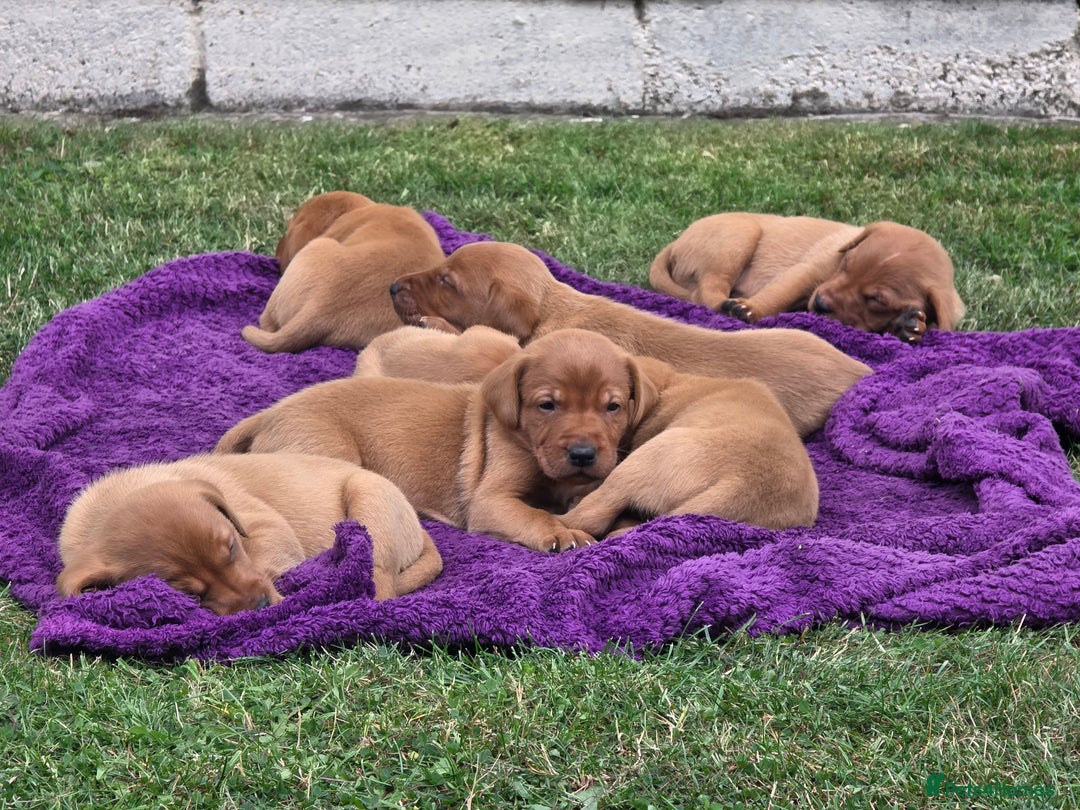 Labrador Retriever dogs for sale: KC Registered Fox Red Labrador Puppies - Image 12