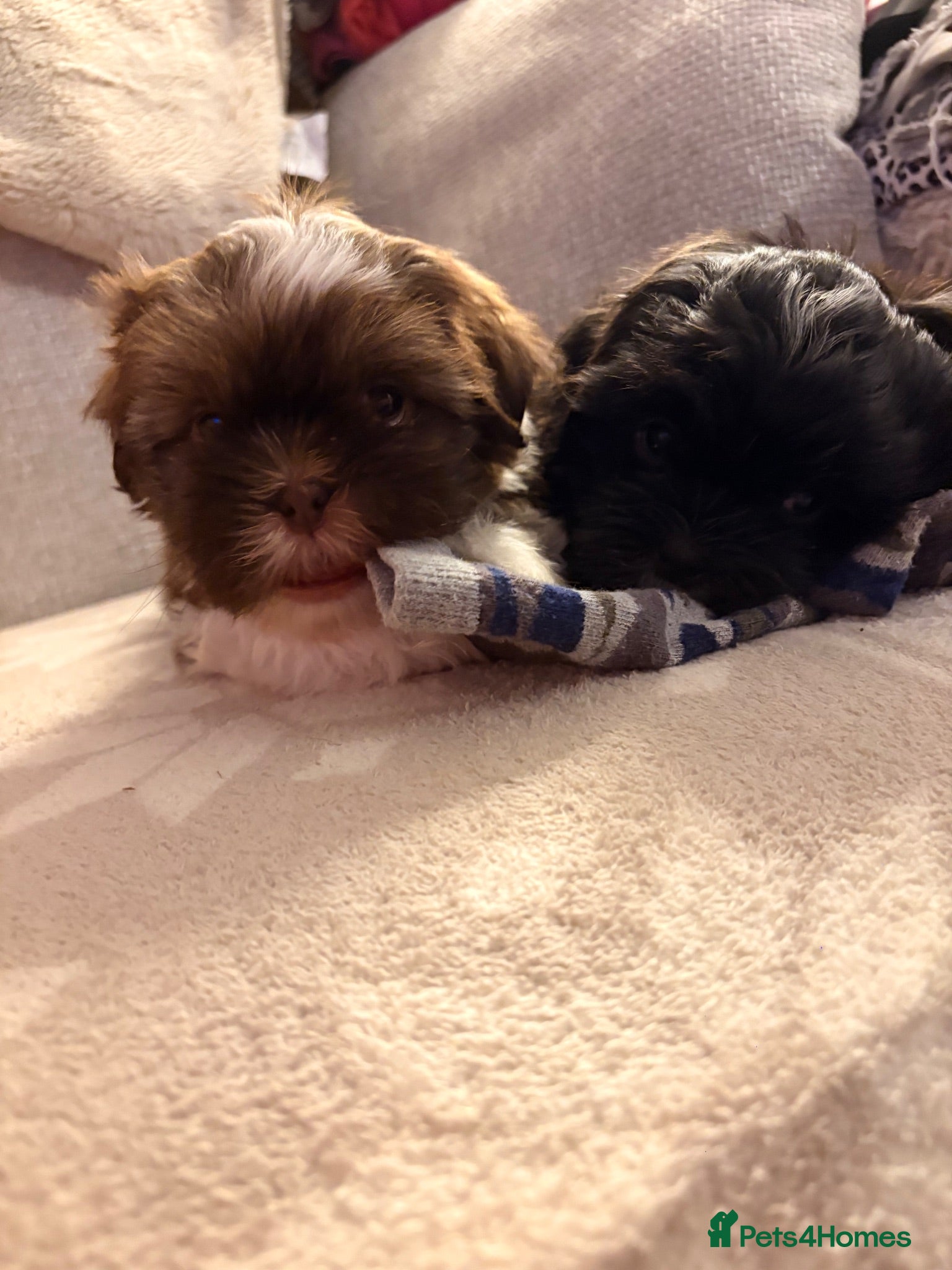 Shih Tzu dogs Stunning Shih Tzu puppies - Advert 14