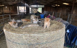 Mixed Breed cats for sale: Kittens ready for new homes  - Image 2