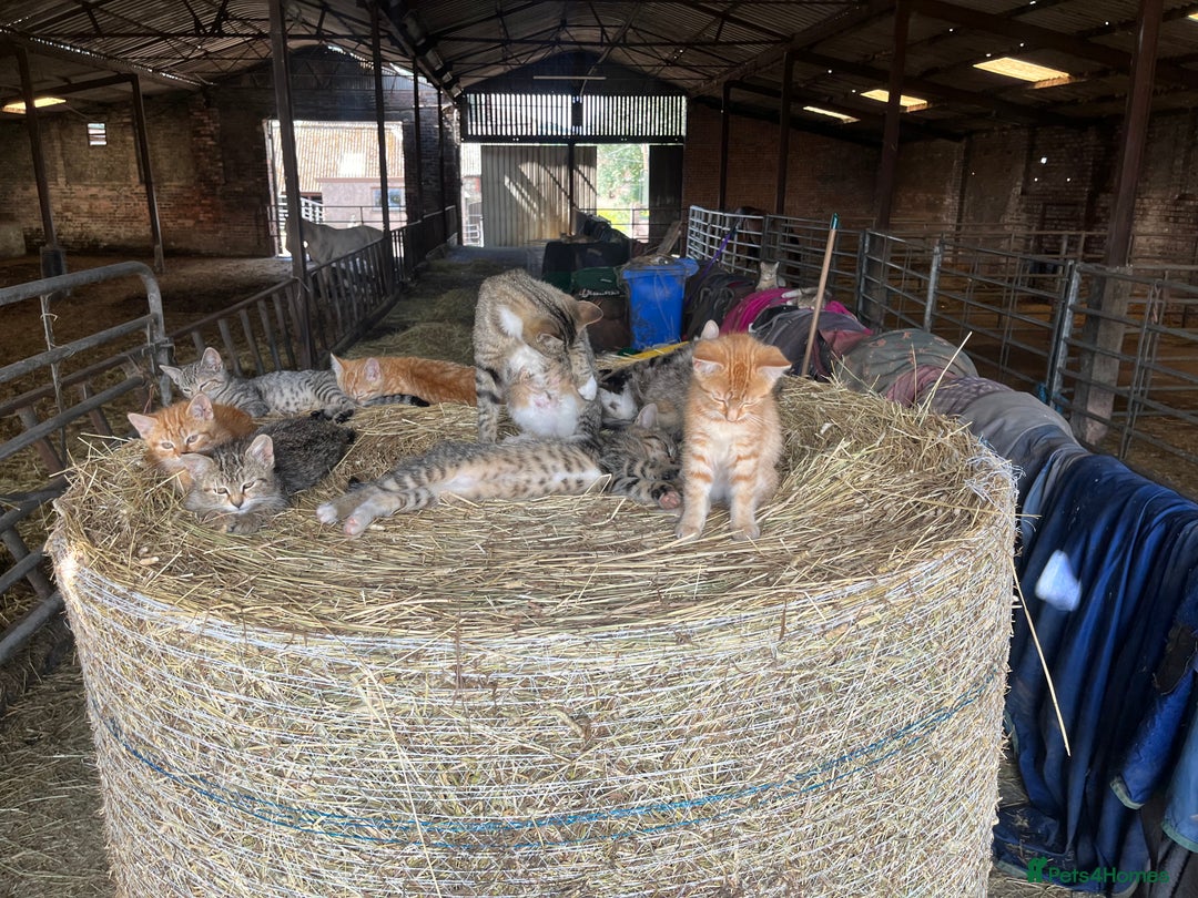 Mixed Breed cats for sale: Kittens ready for new homes  - Image 2