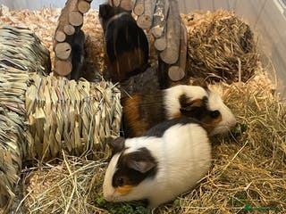 Guinea Pig rodents Baby boars - Advert 1