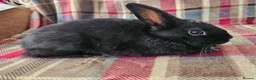 Mixed Breed rabbits for sale: READY TO LRAVE NOW!  - Advert 5