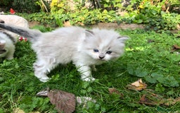 Mixed Breed cats for sale: Chamomile’s kittens - Image 5