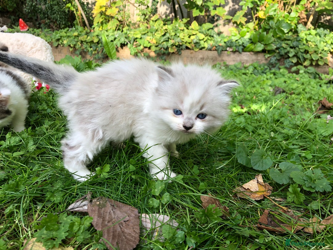 Mixed Breed cats for sale: Chamomile’s kittens - Image 5