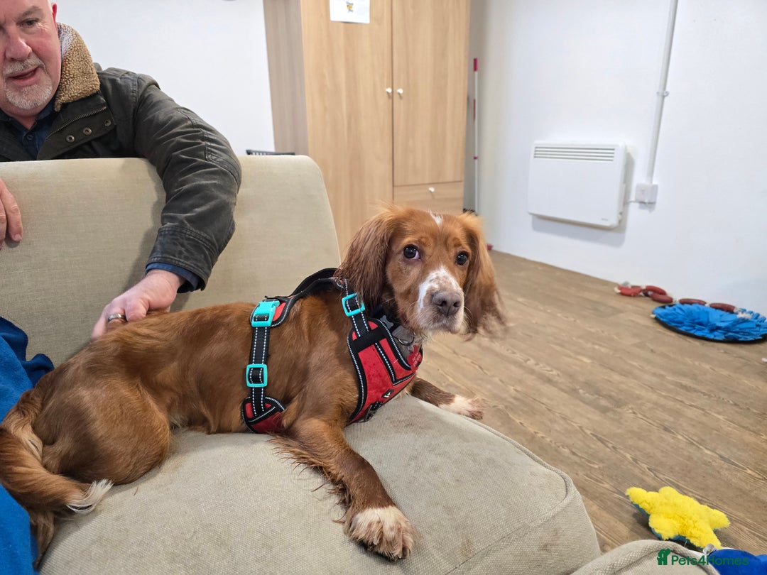 Cocker Spaniel dogs for sale: Cocker Spaniel  - Advert 9