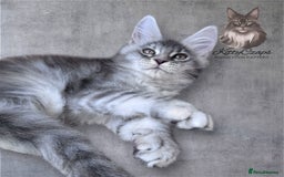 Maine Coon cats for sale: 🌟🌟Beautiful Maine Coon kittens 🌟🌟 - Image 6