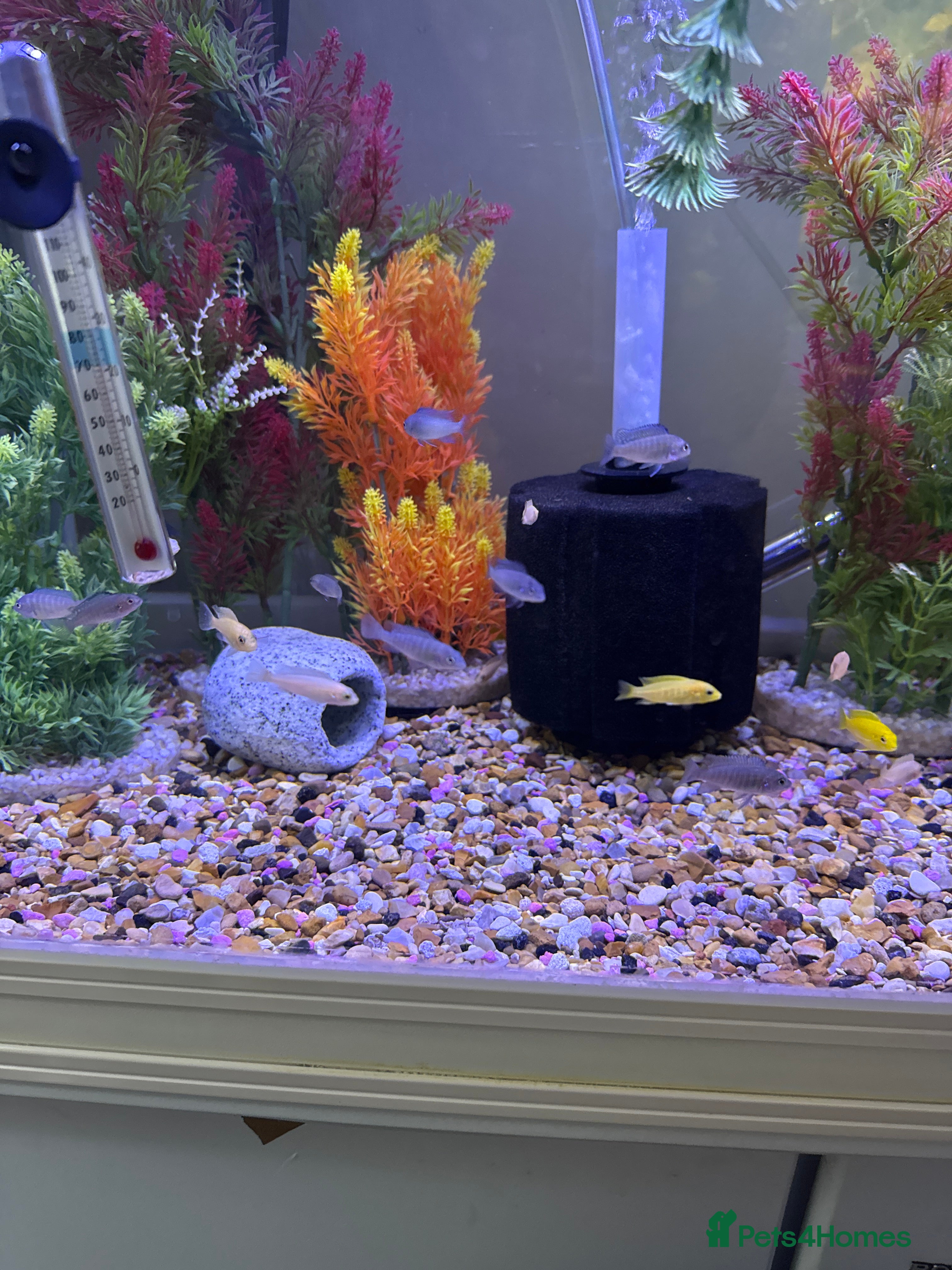 Cichlids fish Mixed Malawis  - Advert 13