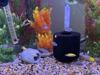 Cichlids fish Mixed Malawis - Advert 13