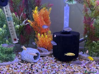 Cichlids fish Mixed Malawis - Advert 16