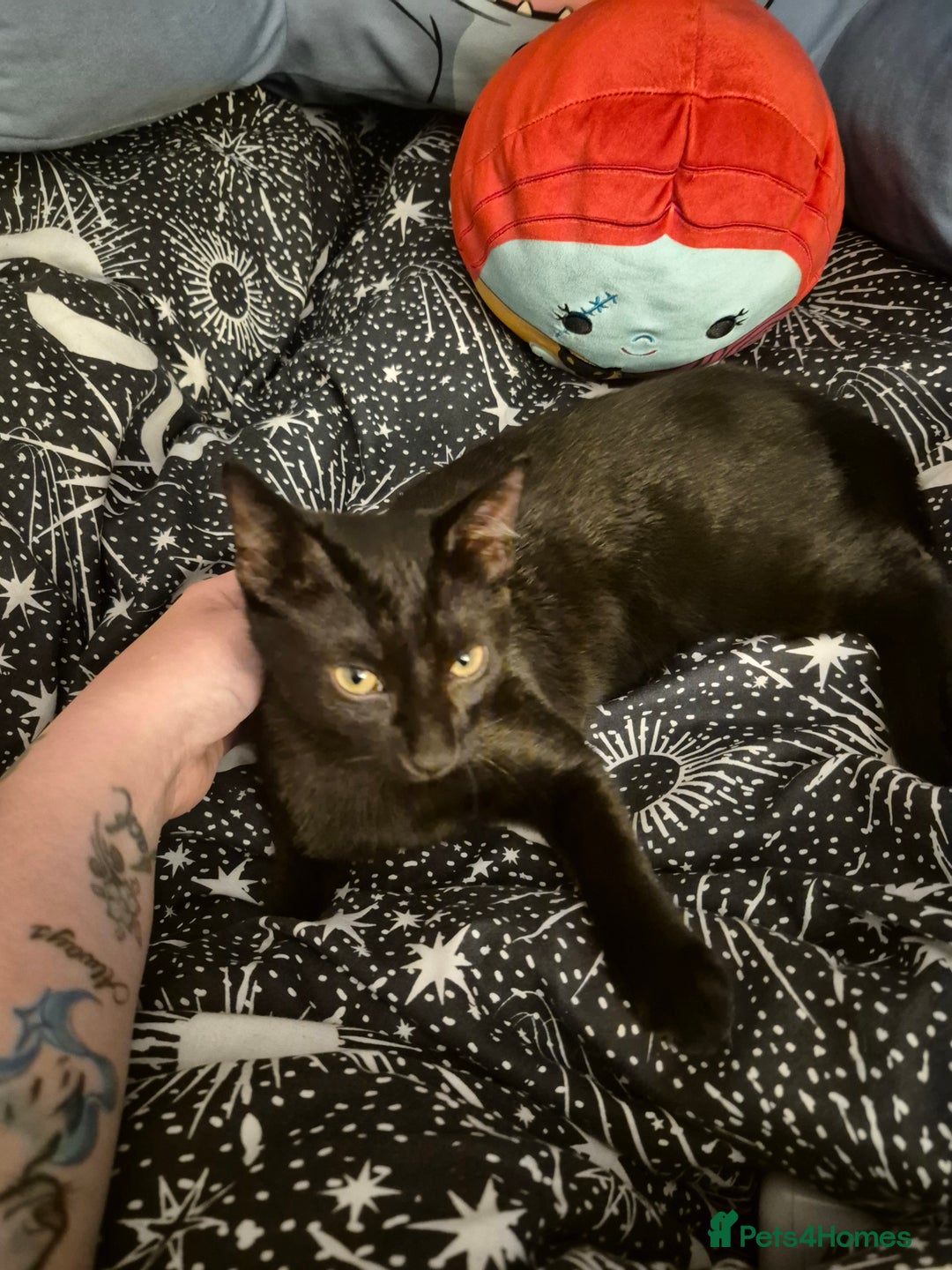 Domestic Shorthair cats for sale: Bonded pair black kittens 18 weeks old - Image 3