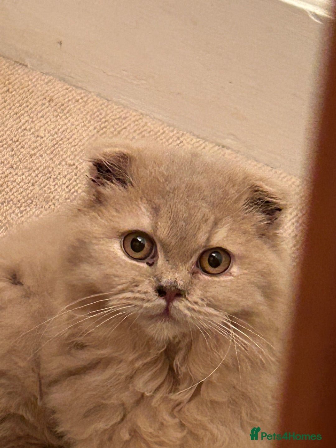 Scottish Fold cats for sale: 🩷Scottish fold kitten One Available 🩷 - Advert 16