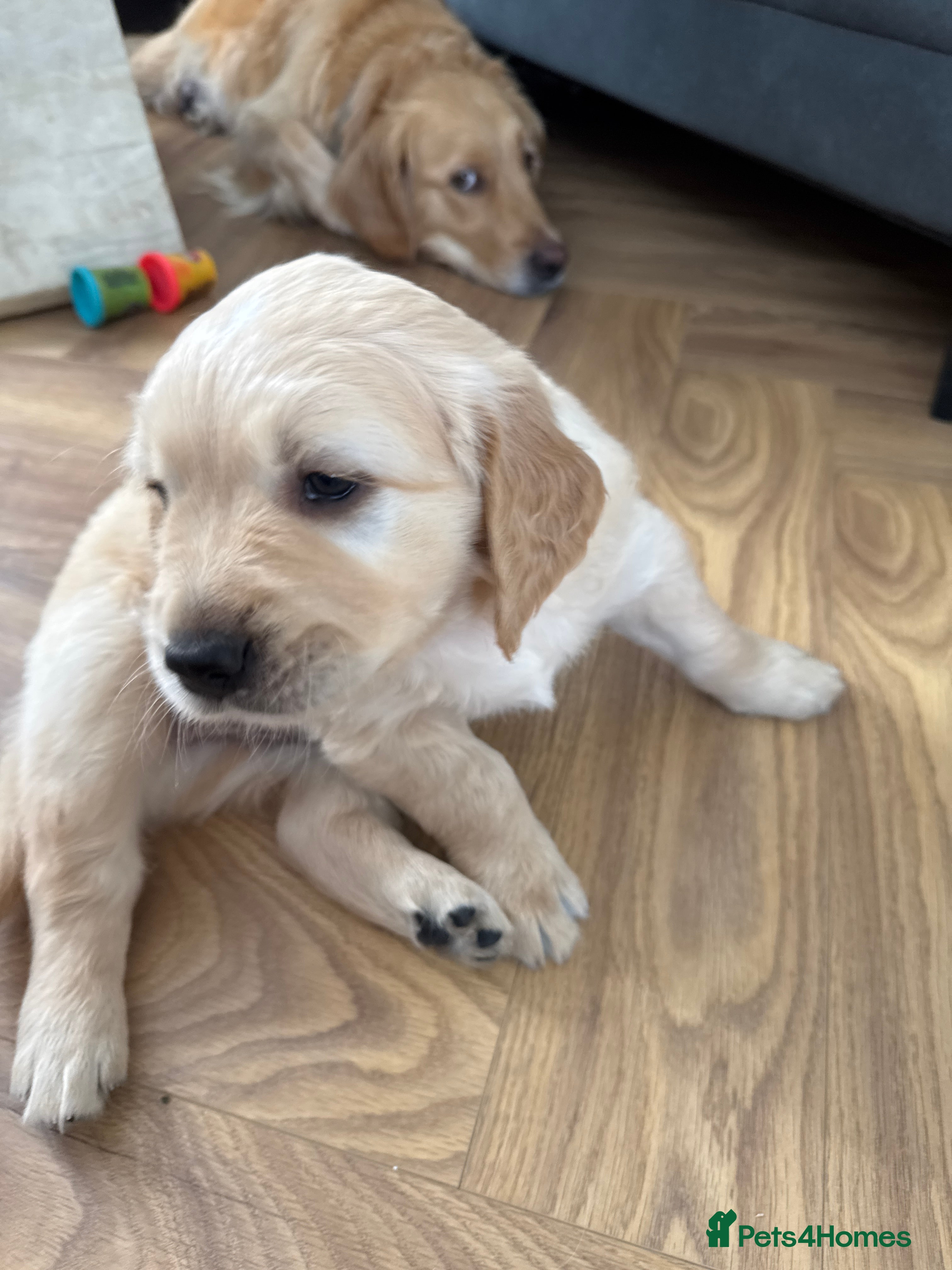 Golden Retriever dogs A litter of 5 golden retrievers puppies - Advert 2