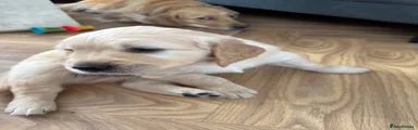 Golden Retriever red collar