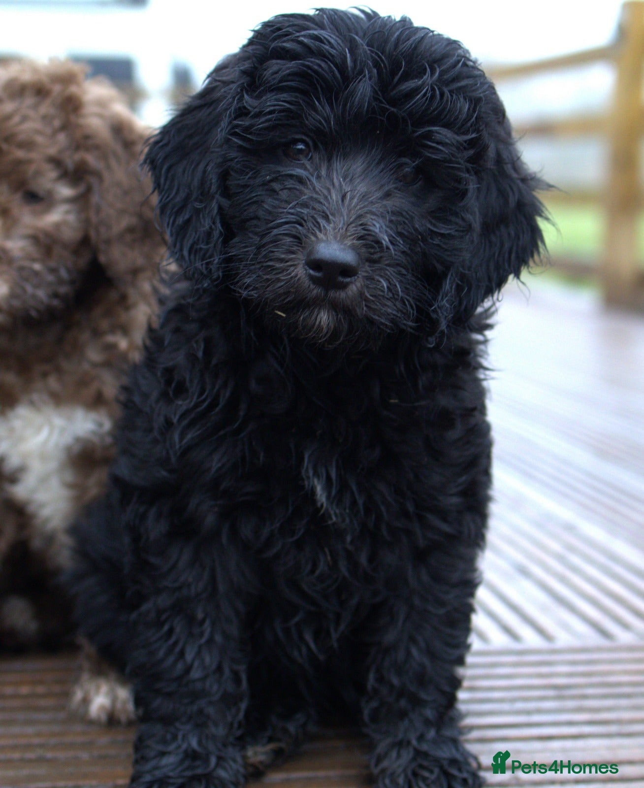 Double Doodle dogs 🌈Ethically Bred, Scientifically Raised 🌈🌈 - Advert 6