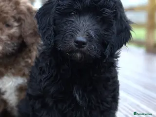 Double Doodle dogs 🌈Ethically Bred, Scientifically Raised 🌈🌈 - Advert 6