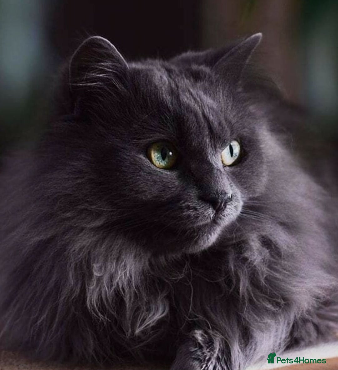 Persian cats for sale: Persion cross  male 1 year  - Image 1