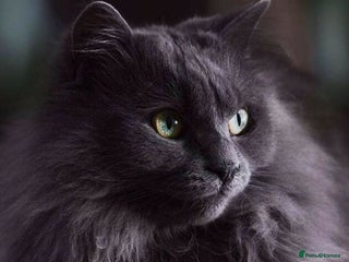 Persian cats - Advert 36