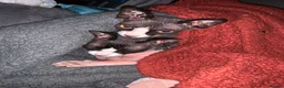 Sphynx cats for sale: 2 Sphynx cats  in Withernsea - Advert 2