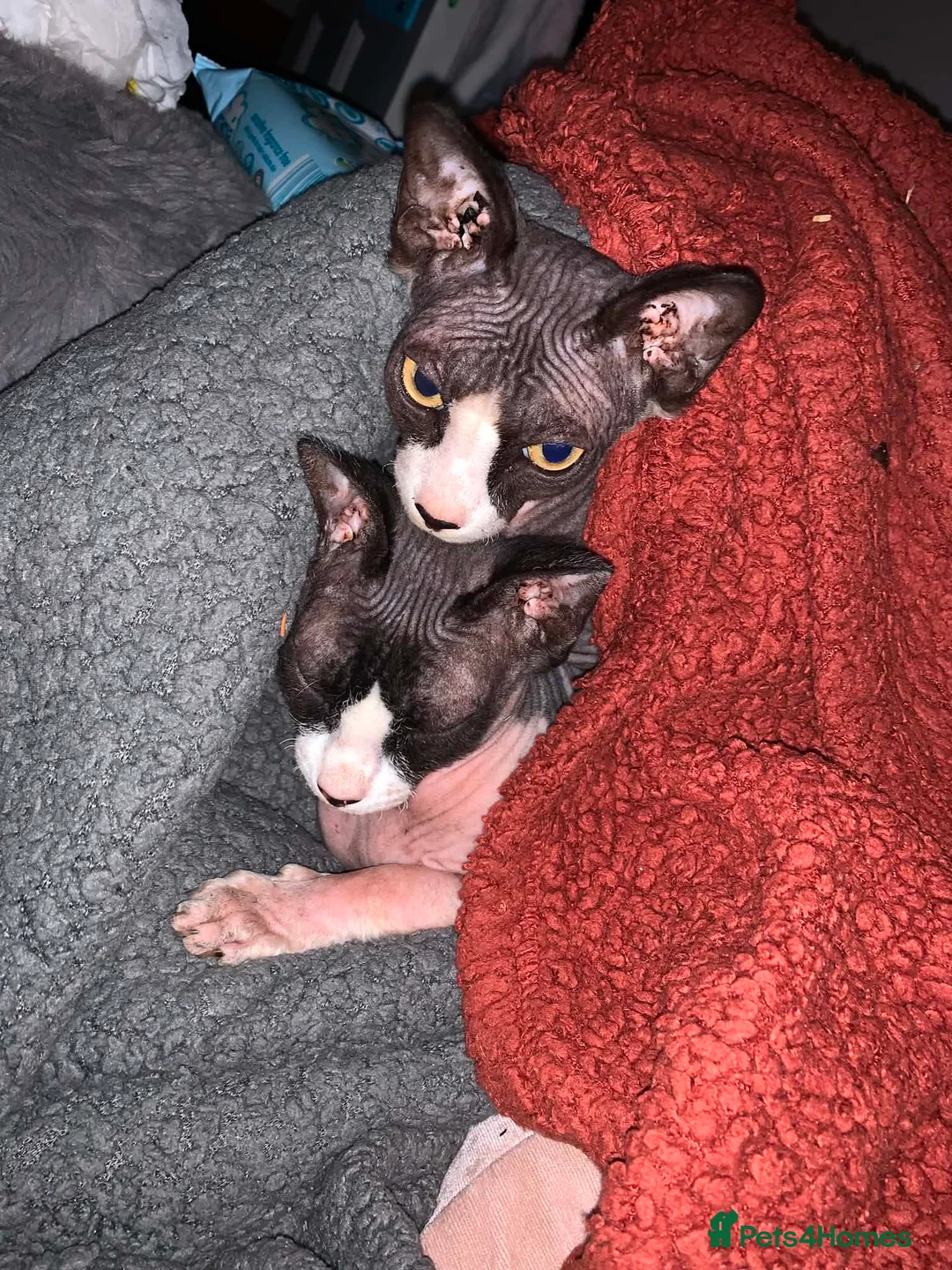 Sphynx cats for sale: 2 Sphynx cats  in Withernsea - Advert 2