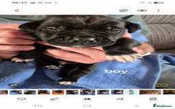 Cane Corso dogs for sale: Cane Corso Pups  - Image 3