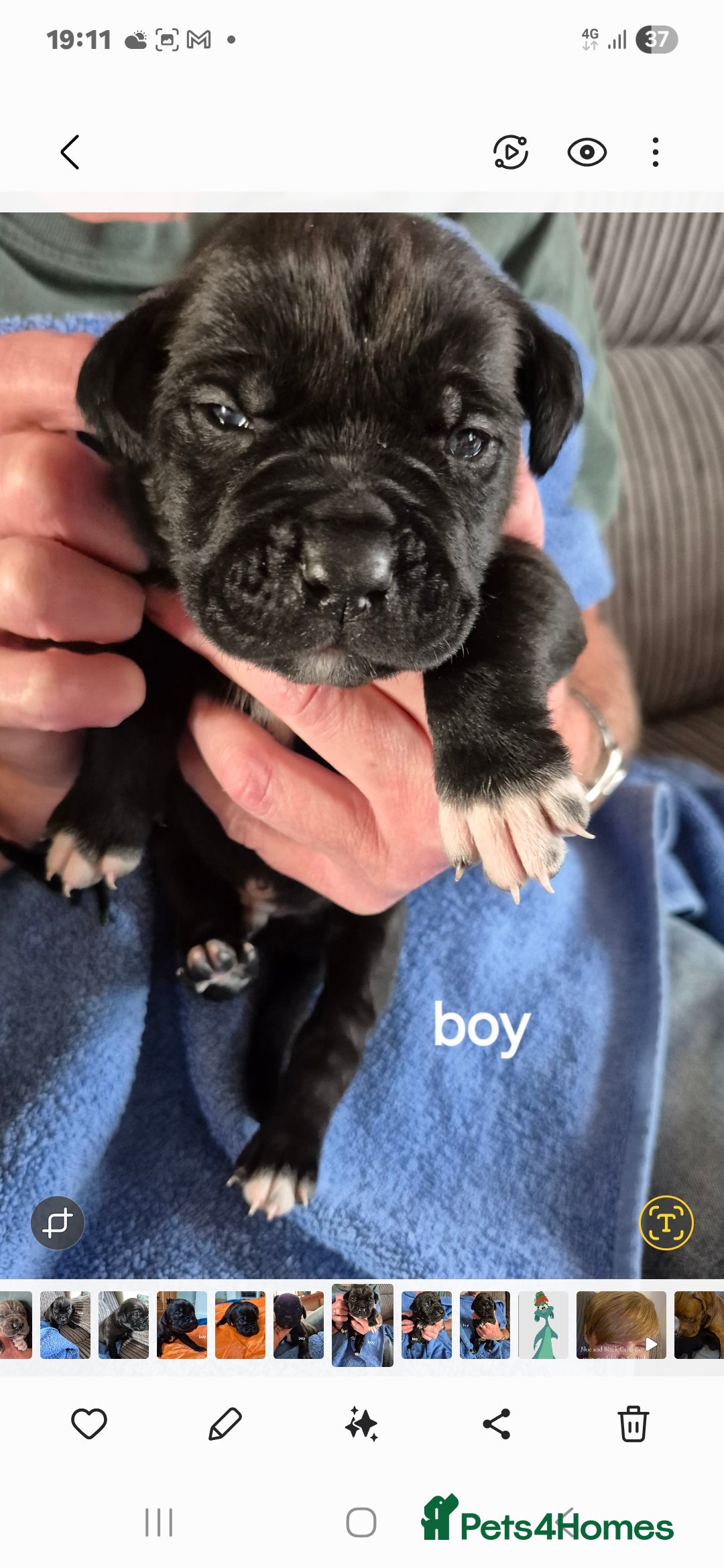 Cane Corso dogs for sale: Cane Corso Pups  - Image 3