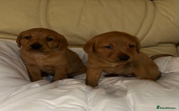 Labrador Retriever dogs for sale: 5 Fox Red Labrador Puppies  - Image 3