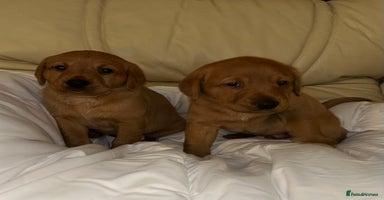 Labrador Retriever dogs - Advert 2