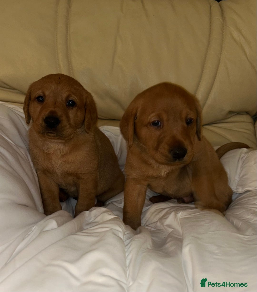 Labrador Retriever dogs for sale: 5 Fox Red Labrador Puppies  - Image 3