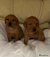 Labrador Retriever dogs - Advert 2